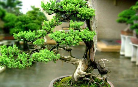 尊龙人生就是博d88，家中养这些植物不仅能净化空气还能吸收烟味比一般净化器还好